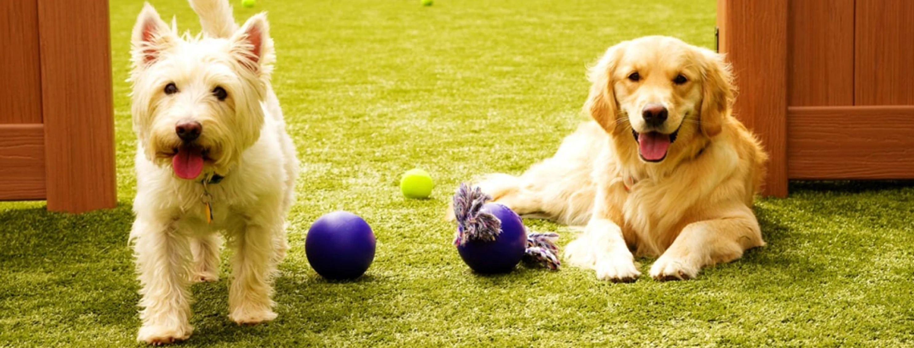 Two dogs sitting/standing in the grass with a fence partially in the background and toys between the two of them.